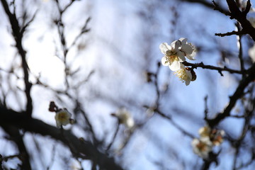 梅の花と青空