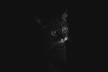black and white close-up portrait of brown marble tabby cat with big green eyes and fluffy fur on dark background