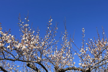 梅の花と青空