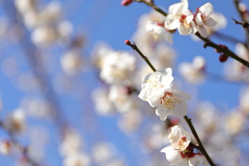 梅の花と青空