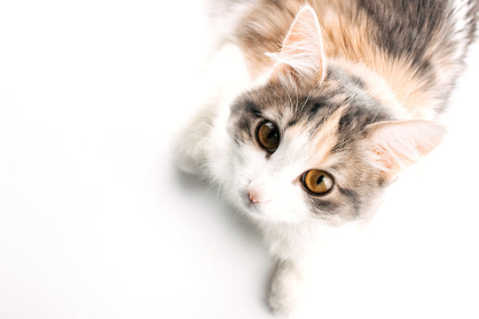 White, ginger, gray cat lying on white table and looking up. Cat with brown eyes on white background. Pet top view image with copy space. Photo for web, social media