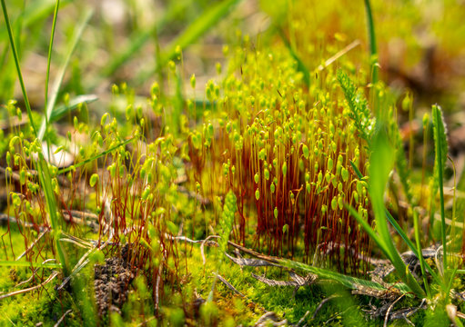 green moss Polytrichopsida close up