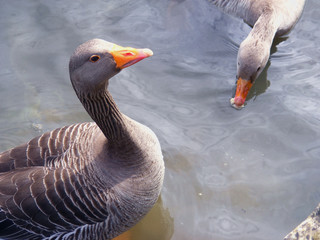goose on water