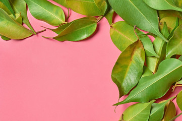 Scattered many fresh green healing leaves collected from bush in forest on pink background. Space for text