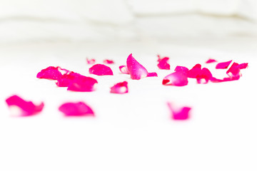 Pink rose petals on white bed sheets on honeymoon concept.