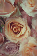 Beautiful roses up close
