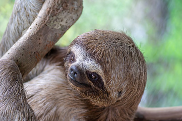 Sloth Brown-throated, slow animal (Bradypus variegatus) Animal face close up © Damian