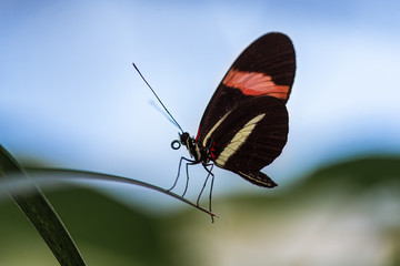 Heliconius