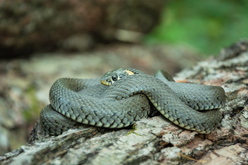 A curled grass snake lying on a tree trunk, closeup