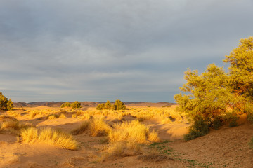 Sahara Desert, bushes in the sand dunes, Morocco, Africa