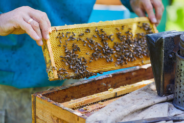 Honeycomb with bees and honey. Beekeeper holding a honeycomb full of bees. A man inspecting honeycomb frame at apiary. Apiculture.