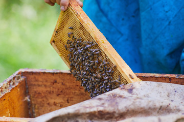 Honeycomb with bees and honey. Beekeeper holding a honeycomb full of bees. A man inspecting...