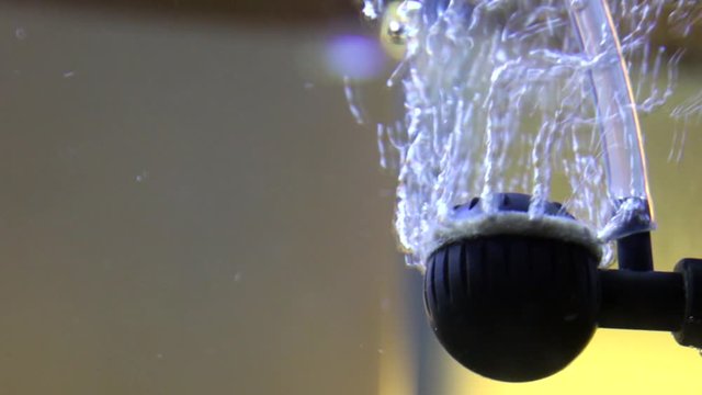 Fish Tank Air Bubbles