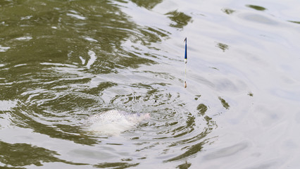 Fishing on a lake. Fish catch!