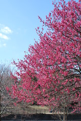 東京都立川の国営昭和記念公園で咲く梅の花