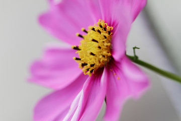 Cosmos bipinnatus - Cosmos flower