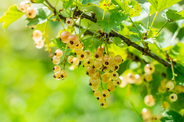 clusters of white currant berries on a branch illuminated by the harsh sunlight