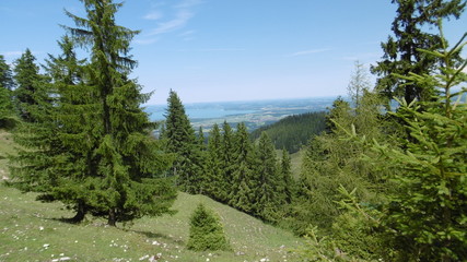 Fototapeta premium Kiefern
