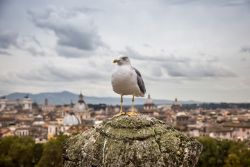 A Seagull sits on a stone column against a blurred view of Rome from the Castle of St. Angelo....