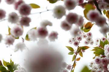 Beautiful pink flowering cherry (Prunus Shirofugen) against white background