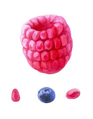 Handdrawing watercolor raspberry berry set isolated on white background with seed and blueberry frontally view