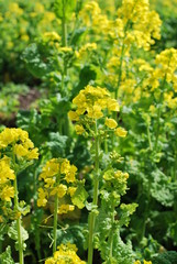 東京都立川の国営昭和記念公園の菜の花畑の風景