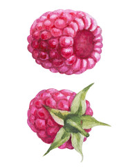 Handdrawing watercolor raspberry berry set isolated on white background with seed and blueberry side view