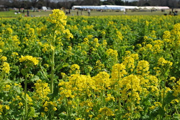 東京都立川の国営昭和記念公園の菜の花畑の風景