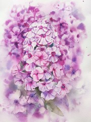 lilac flowers 