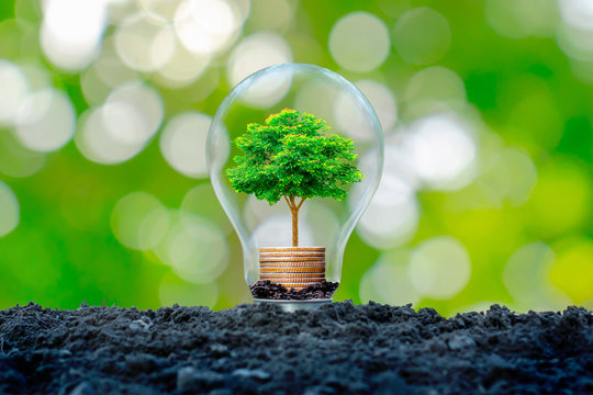 The tree that grows on a pile of money in a light bulb with a green nature blur background. Energy saving concept.
