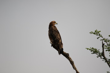 Tawny Eagle