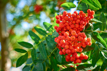 red berries of viburnum on branch