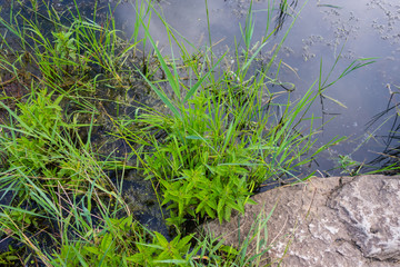 Pflanzen in Teich