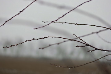 Fototapeta na wymiar raindrops on branches in winter