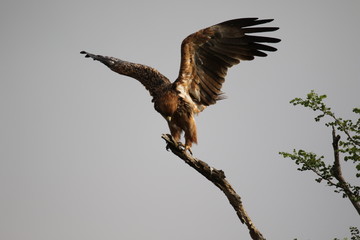 Tawny Eagle