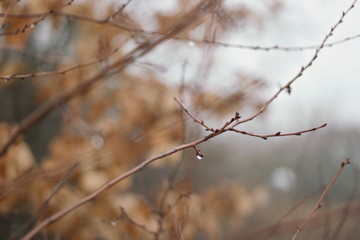 raindrops on branches in winter