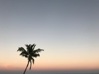 Obraz na płótnie Canvas silhouette of palm tree at sunset
