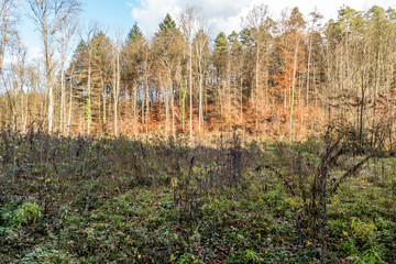 Wiederaufforstung im herbstlichen Wald