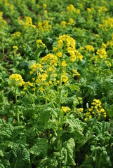 東京都立川の国営昭和記念公園の菜の花畑の風景