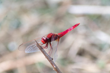 Libellule rouge