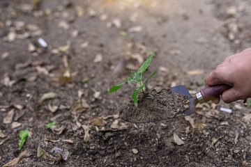 Photos of a spoon handle to dig the soil with a small green tree.