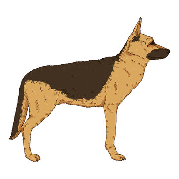 Vector Cartoon Standing German Shepherd Dog