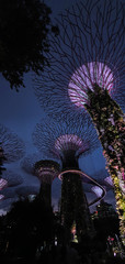 Gardens by the Bay Singapore Super Trees