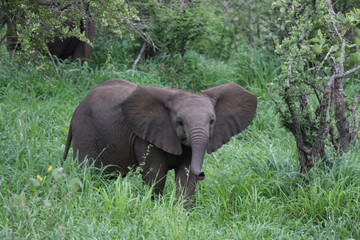 Naklejka premium Baby Elephant