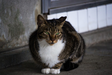 Brown stray cat sitting on the concrete in front of the abandoned house. The cat in image looking at viewer curiously.