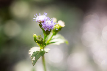 Mini violet grass flower with space of blurred and bokeh background