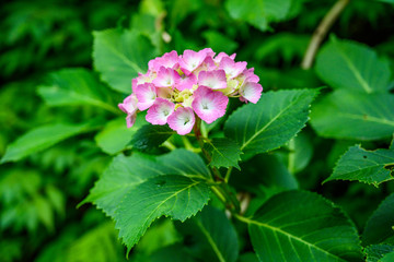 紫陽花