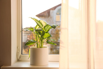 Dieffenbachia plant on window sill at home. Space for text
