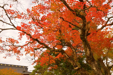 紅葉
