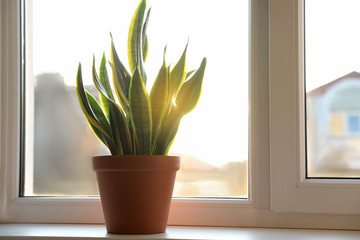 Potted Sansevieria plant on window sill at home. Space for text
